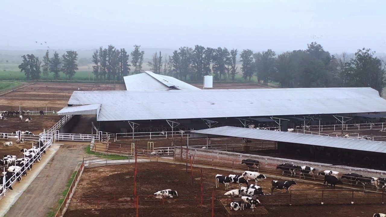 Capi nei centri di ingrasso — LDC1