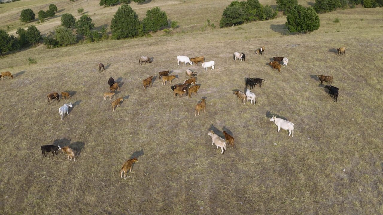 Conteggio della mandria con drone — CRD1
